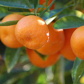 Plant Photo 7