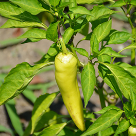 Plant Photo 3