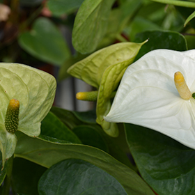 Plant Photo 4