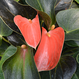 Plant Photo 2