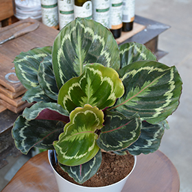 Plant Photo 2