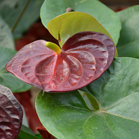 Plant Photo 6