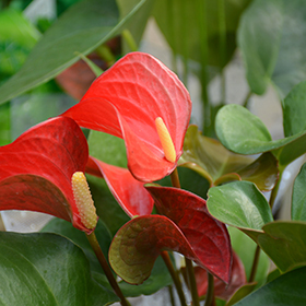 Plant Photo 1