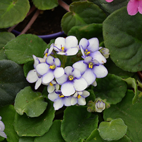 Plant Photo 3