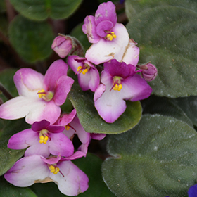 Plant Photo 2