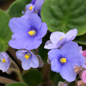Plant Photo 4