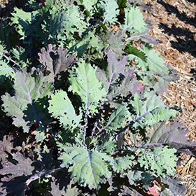 Plant Photo 9
