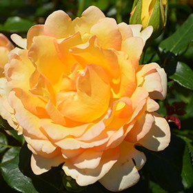 Plant Photo 3