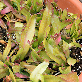 Plant Photo 4