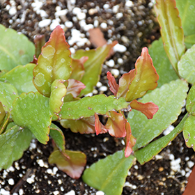 Plant Photo 1