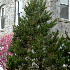 Plant Photo 10