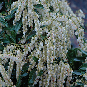 Plant Photo 7