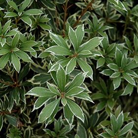 Plant Photo 3