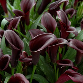 Plant Photo 6