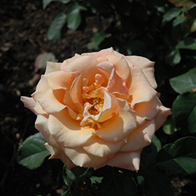 Plant Photo 7