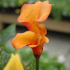 Plant Photo 1