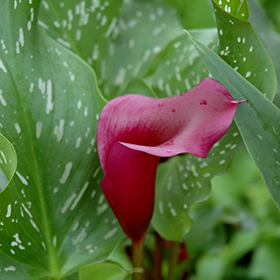 Plant Photo 8