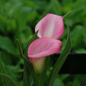 Plant Photo 2