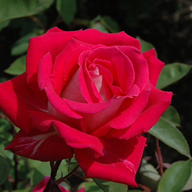 Plant Photo 3