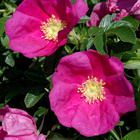 Plant Photo 4