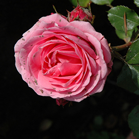 Plant Photo 7