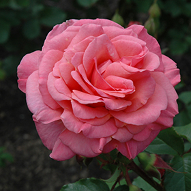 Plant Photo 4