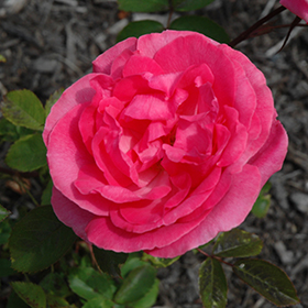 Plant Photo 8
