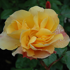 Plant Photo 2