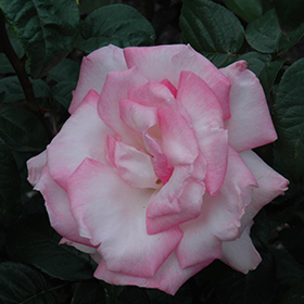 Plant Photo 10