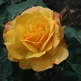 Plant Photo 5