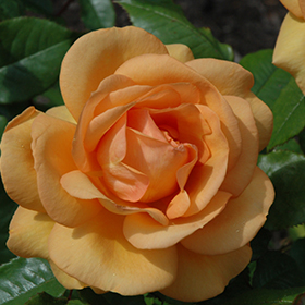 Plant Photo 8