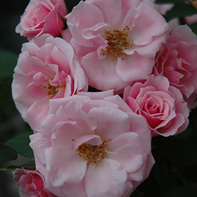 Plant Photo 3