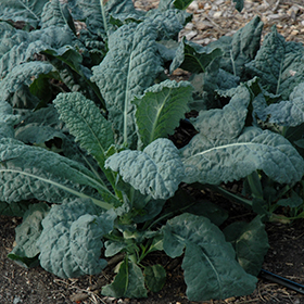 Plant Photo 5