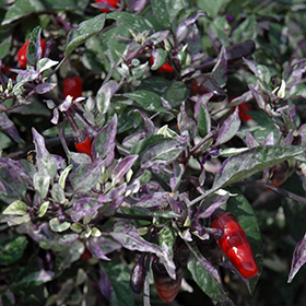 Plant Photo 9