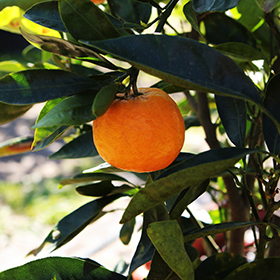 Plant Photo 9