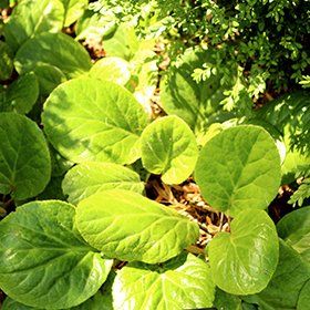 Plant Photo 9