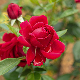Plant Photo 10