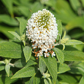 Plant Photo 3