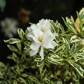 Plant Photo 8