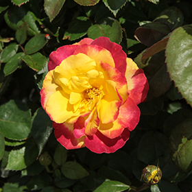 Plant Photo 1