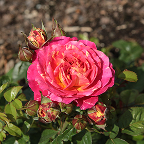 Plant Photo 7