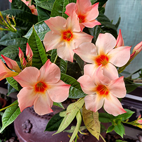 Plant Photo 7