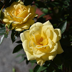 Plant Photo 1