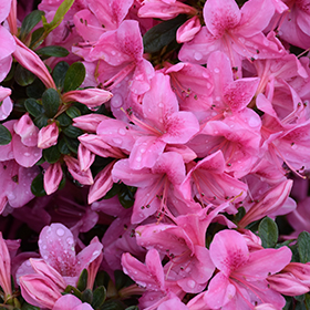 Plant Photo 2