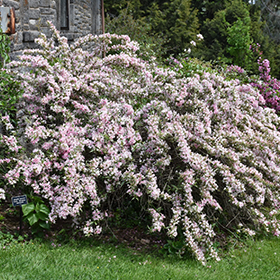 Plant Photo 6