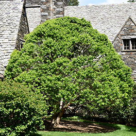 Plant Photo 5