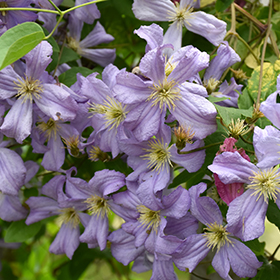 Plant Photo 2