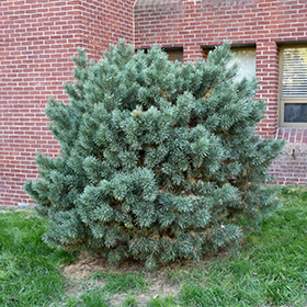 Plant Photo 6