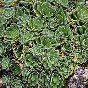 Plant Photo 3