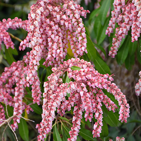 Plant Photo 1